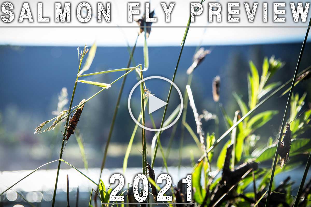 Salmonfly Preview 2021