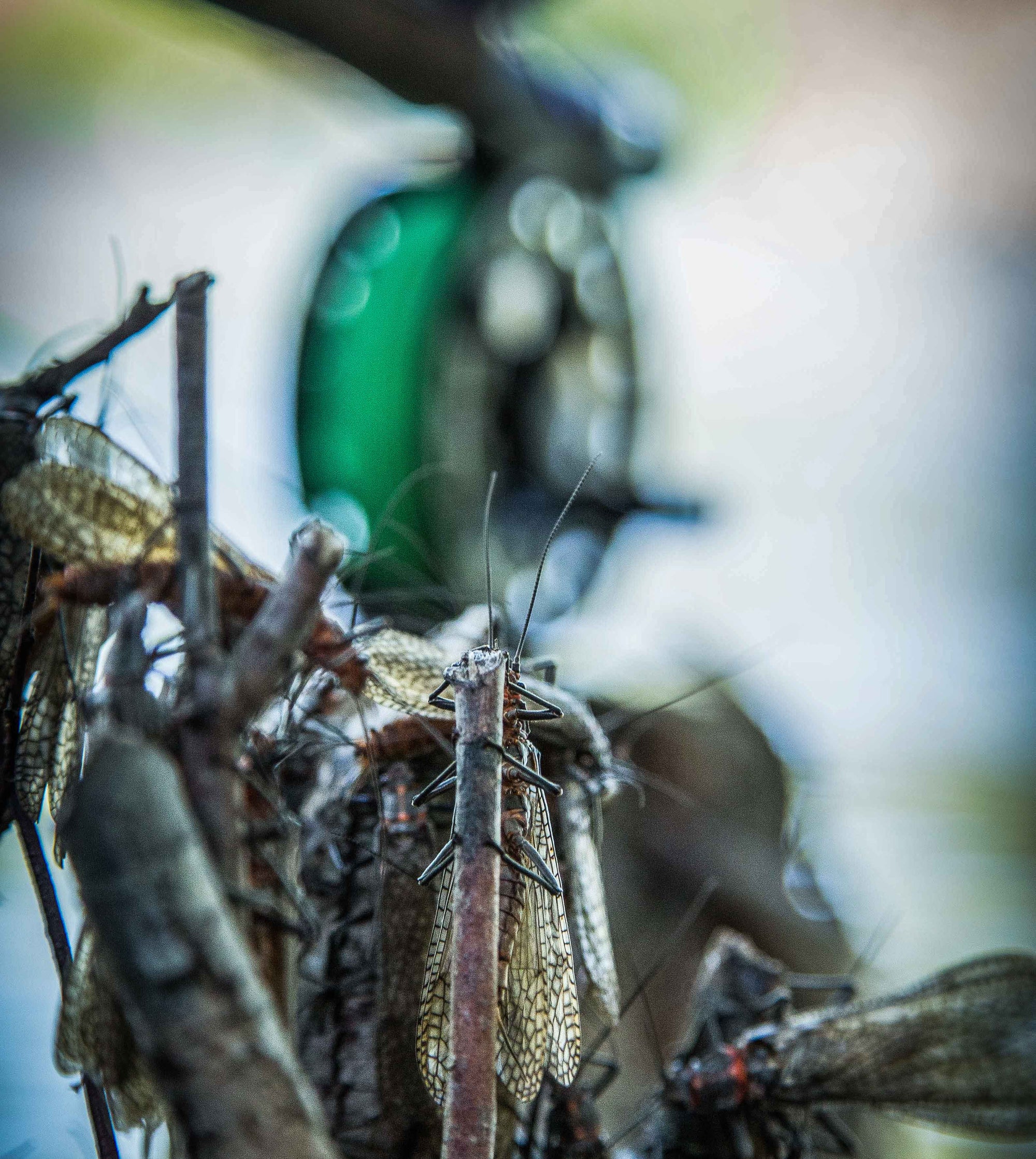 Essential Tips for Salmonfly Success! 