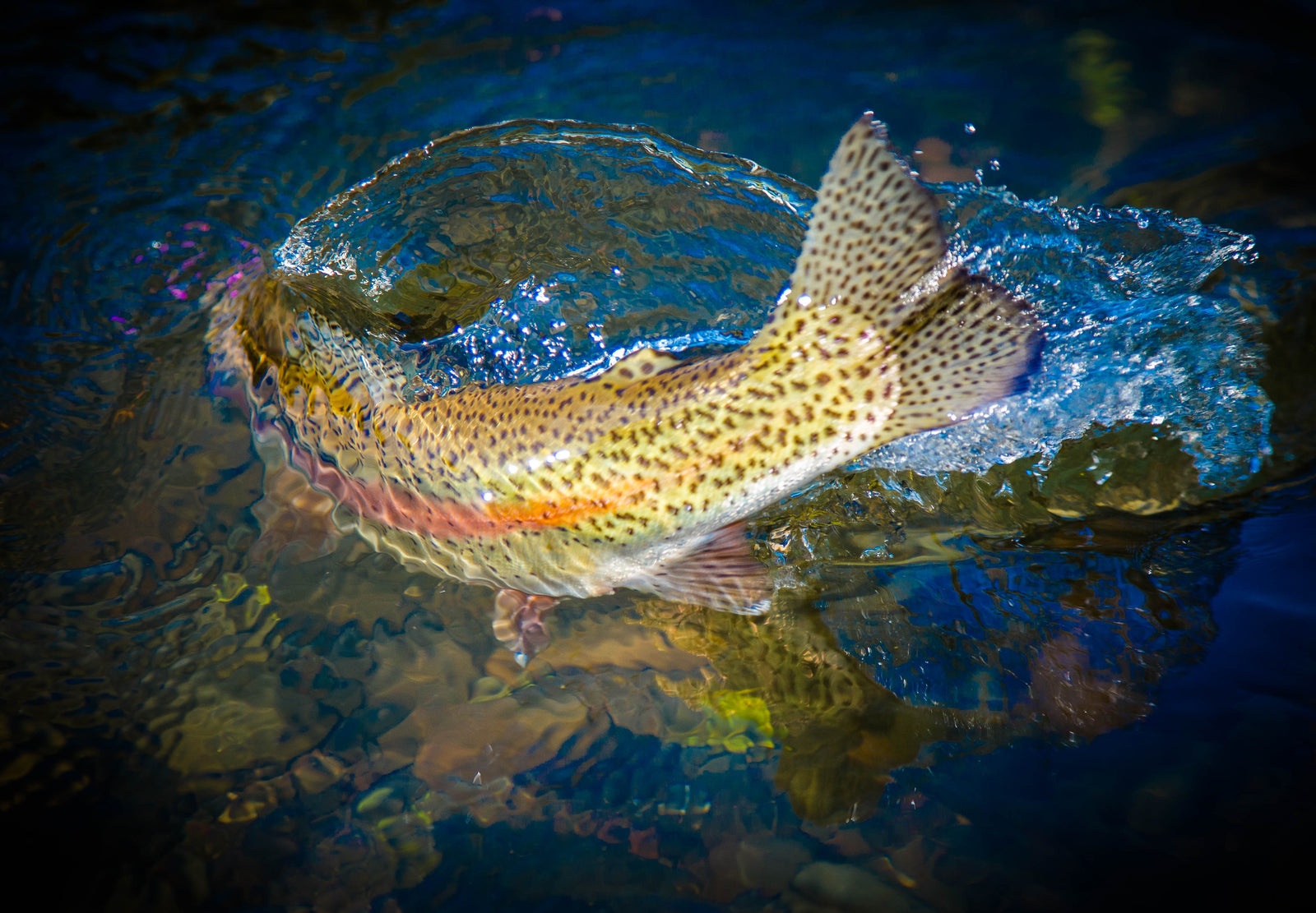 Fishing Report April 18th, 2019