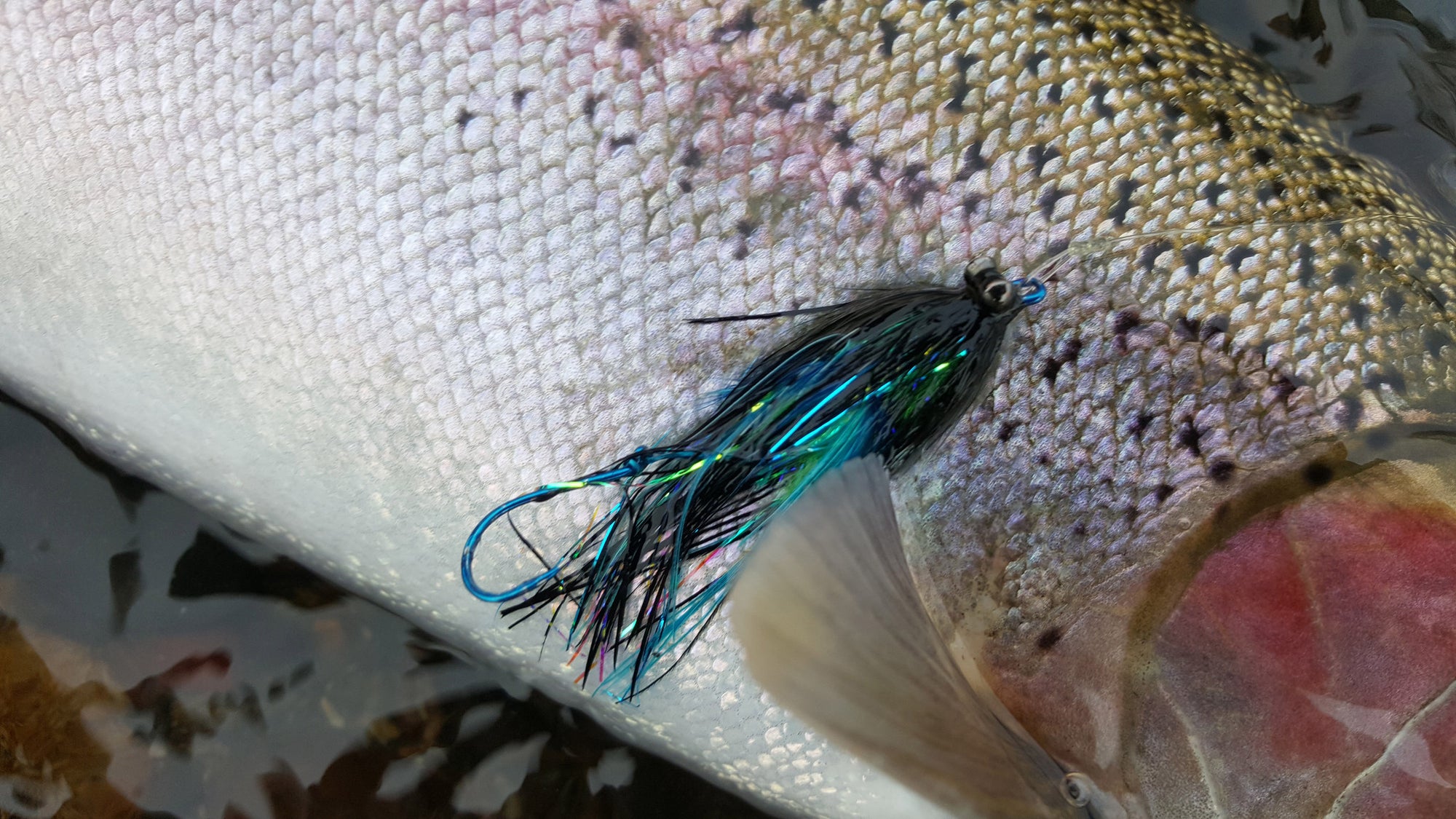 Fly Fishing Report for November 3rd 2016