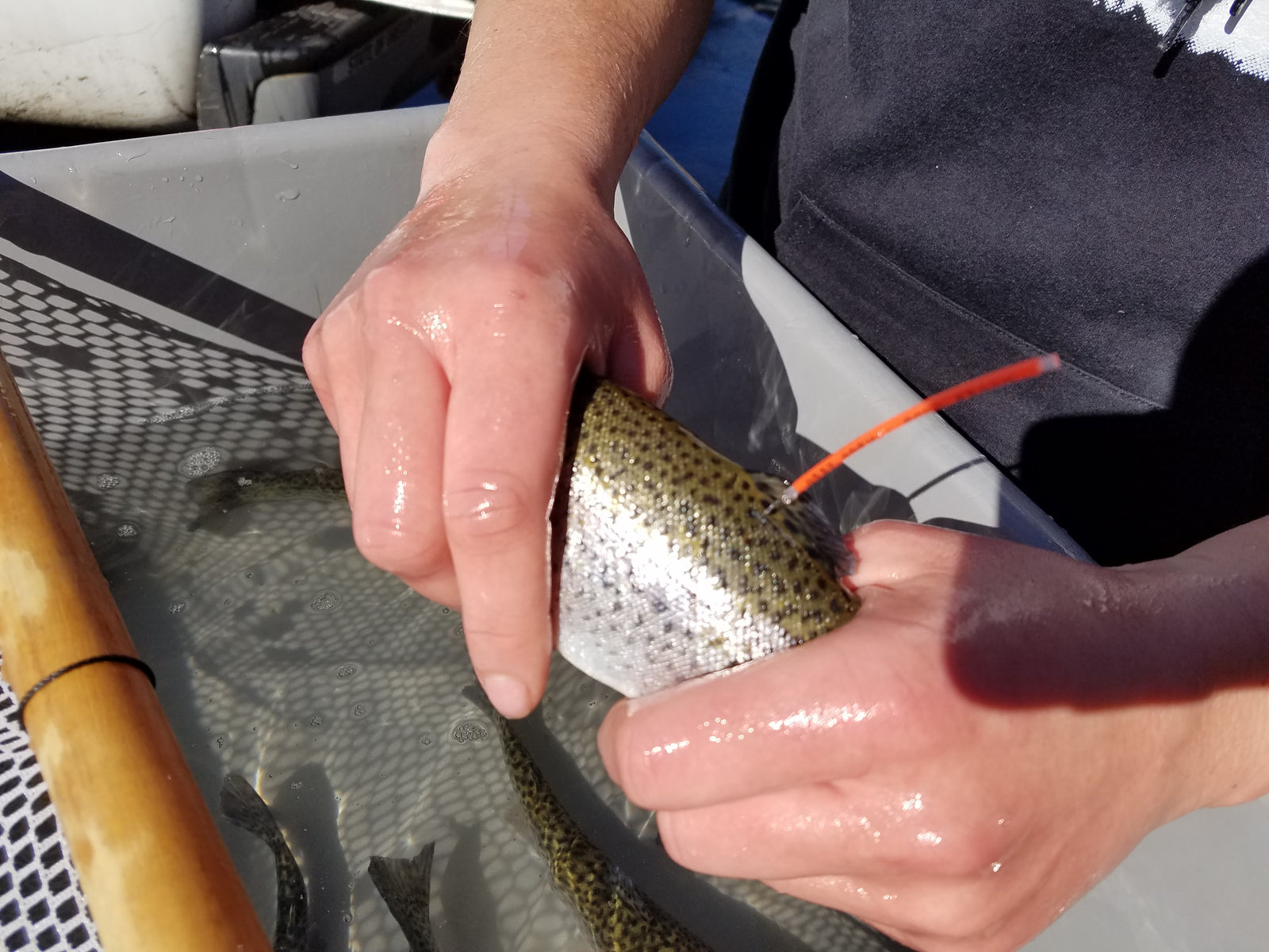 Tagged Trout at Holy Water on Upper Rogue