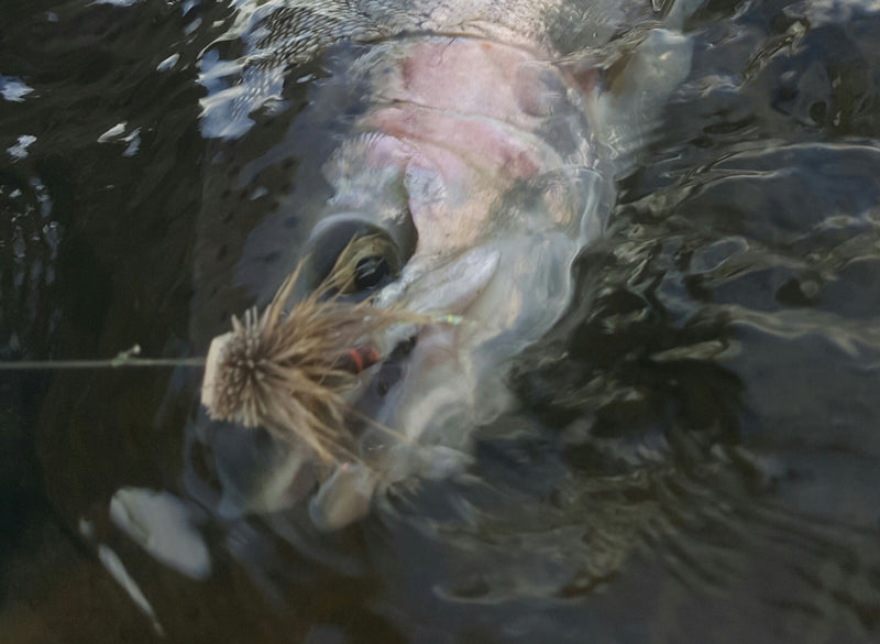 Fishing Report June 28th, 2018