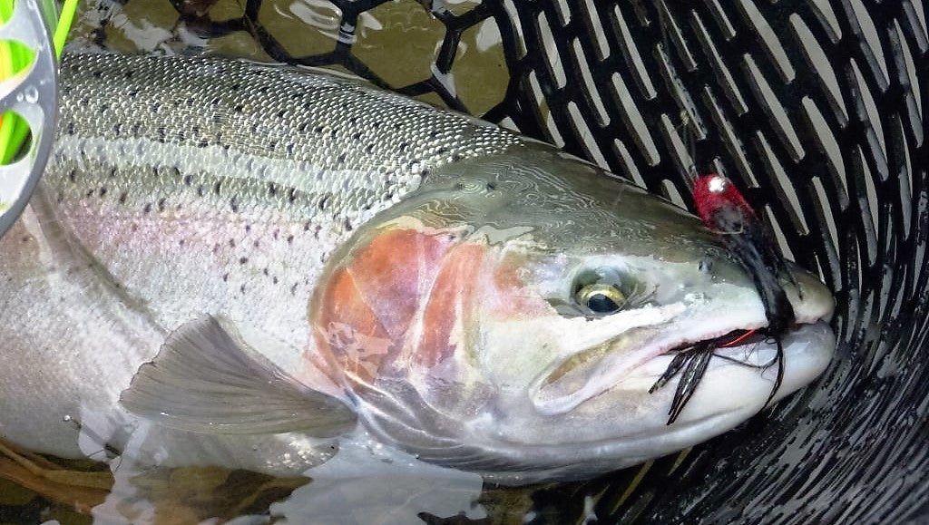 5 Things Steelheaders Worry About, and Shouldn't