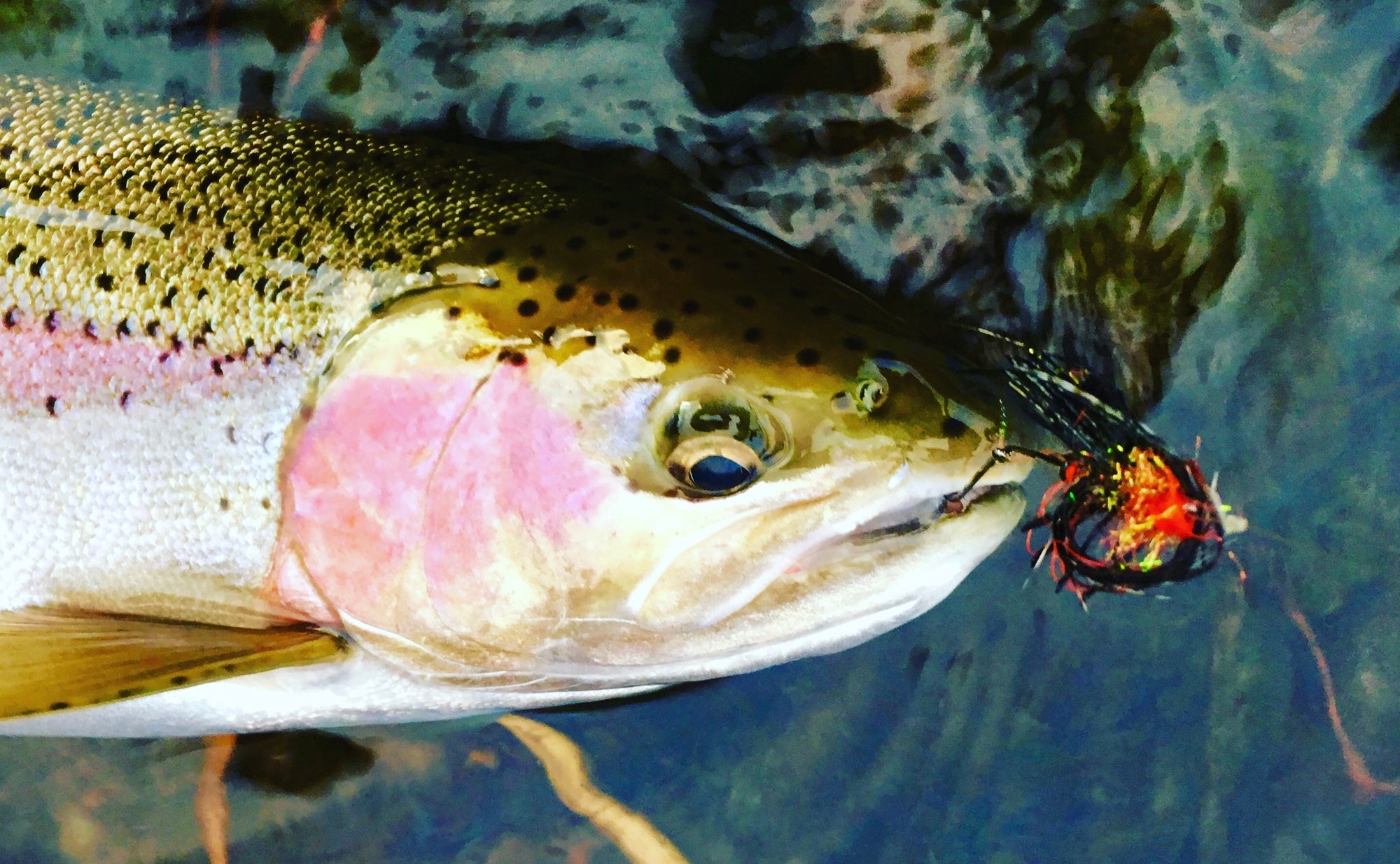 Fishing Report January 24th, 2019