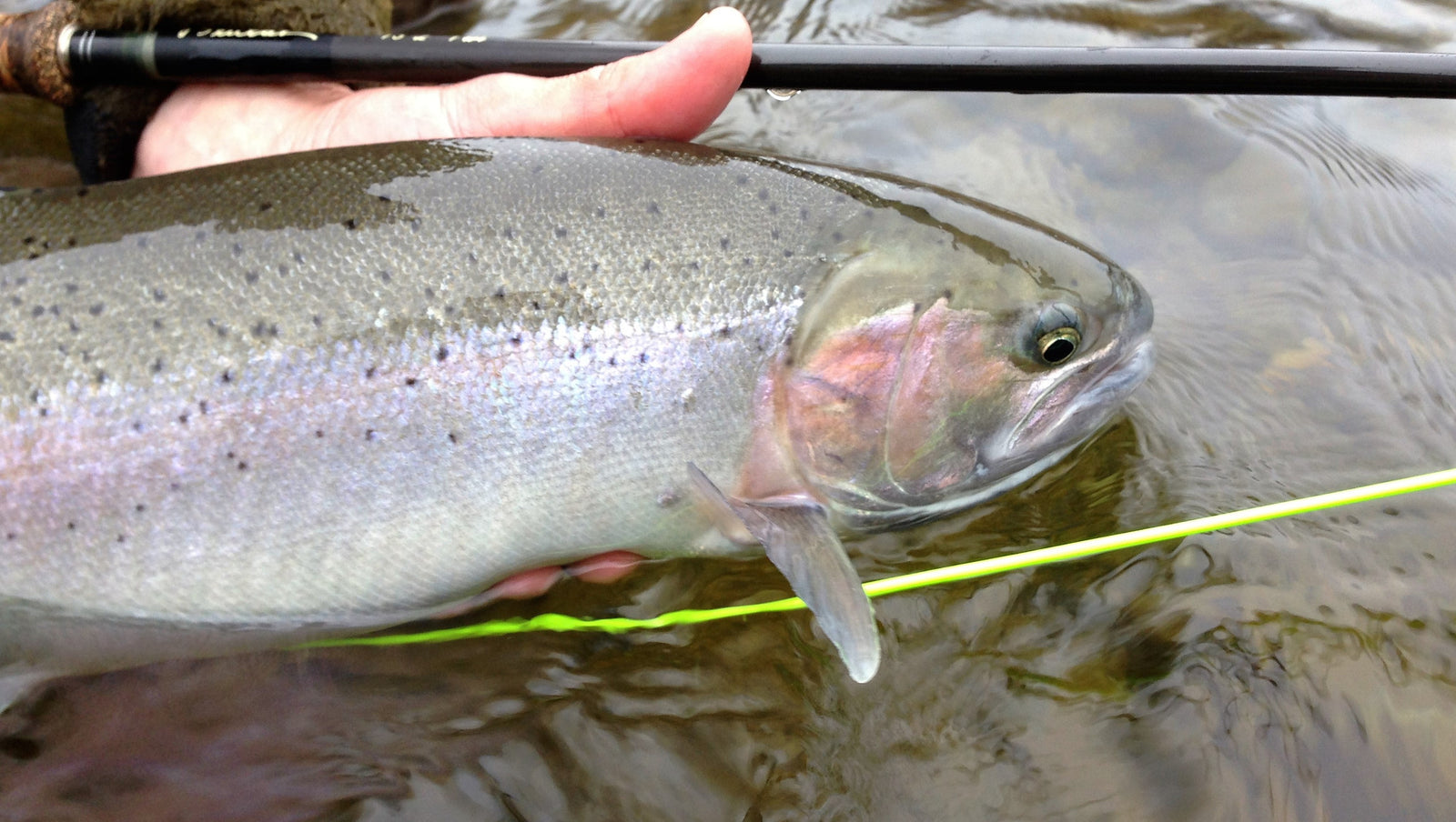 Ashland Fly Shop Fishing Report July 7, 2016