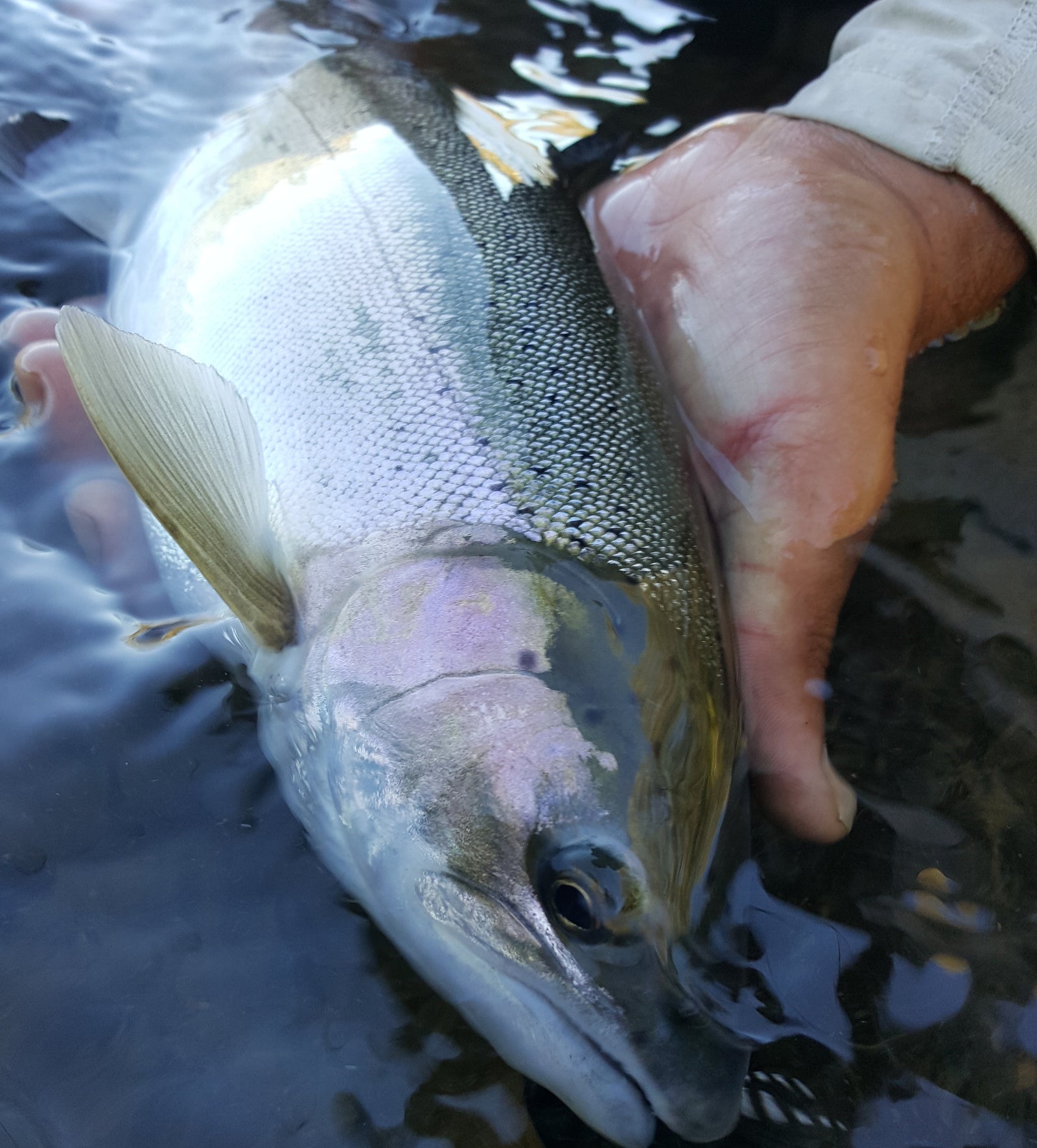 Morrison's Rogue River Lodge w/ The Ashland Fly Shop