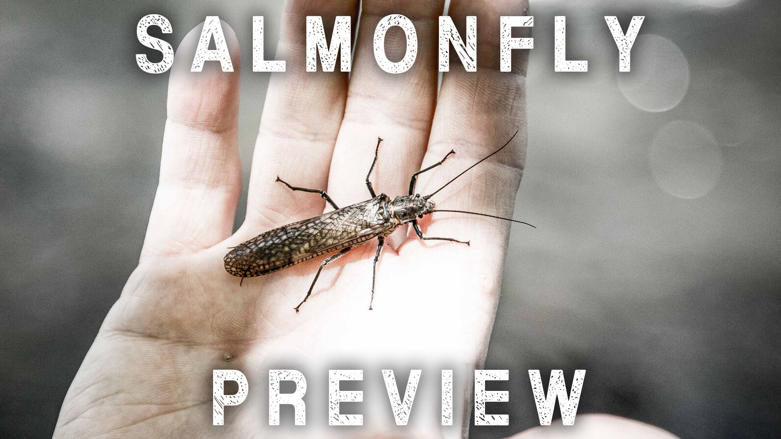 Rogue River Salmonfly Preview 2019