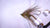 Rogue Mini Intruder | At The Vise