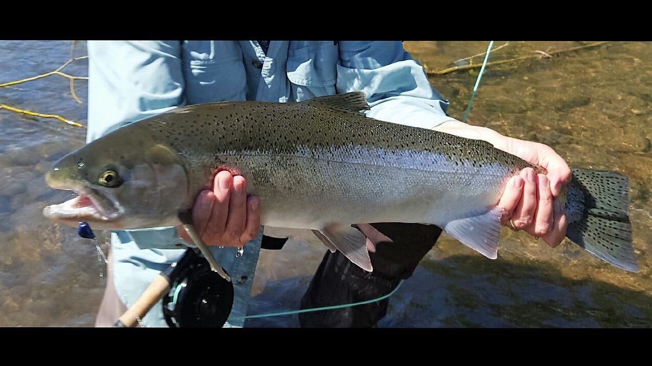 Ashland Fly Shop Fishing Report August 5, 2016