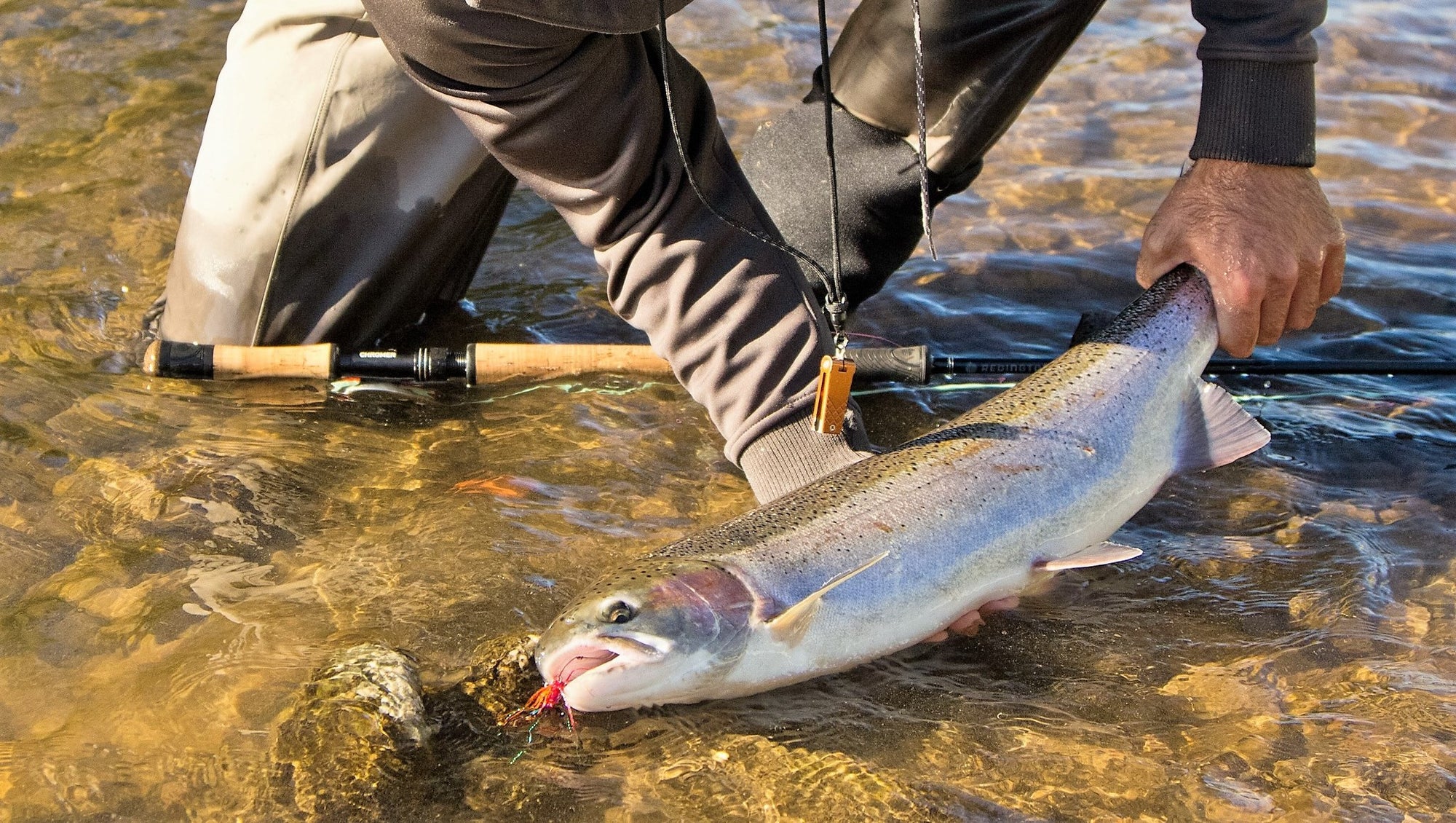 Reports & Conditions Tagged Oregon Steelhead Fishing - Ashland