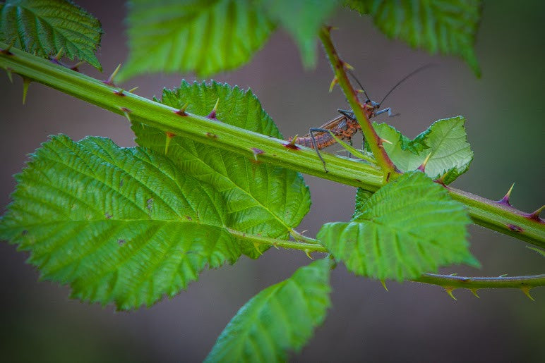 Ashland Fly Shop Upper Rogue Salmonfly Update