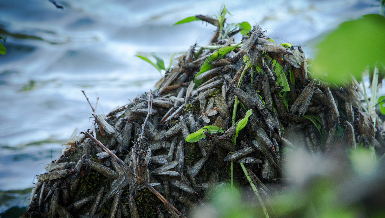 Ashland Fly Shop Fishing Report, June 10 2016