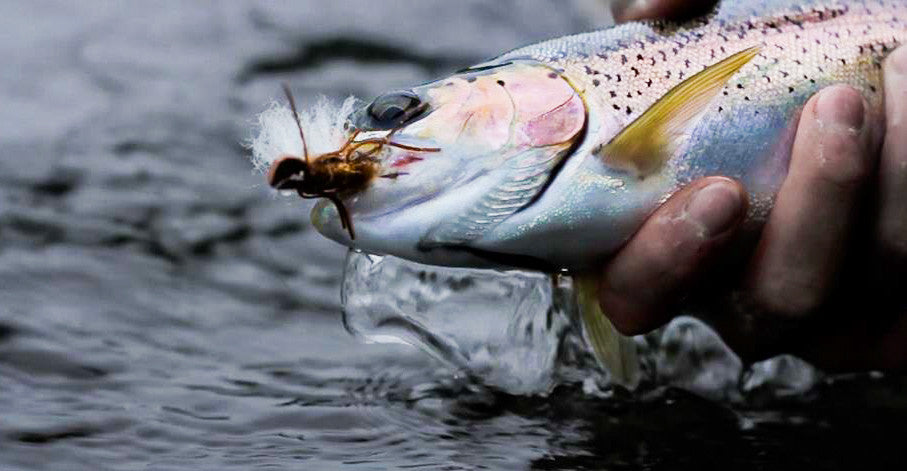 Ashland Fly Shop Fishing Report May 19, 2016