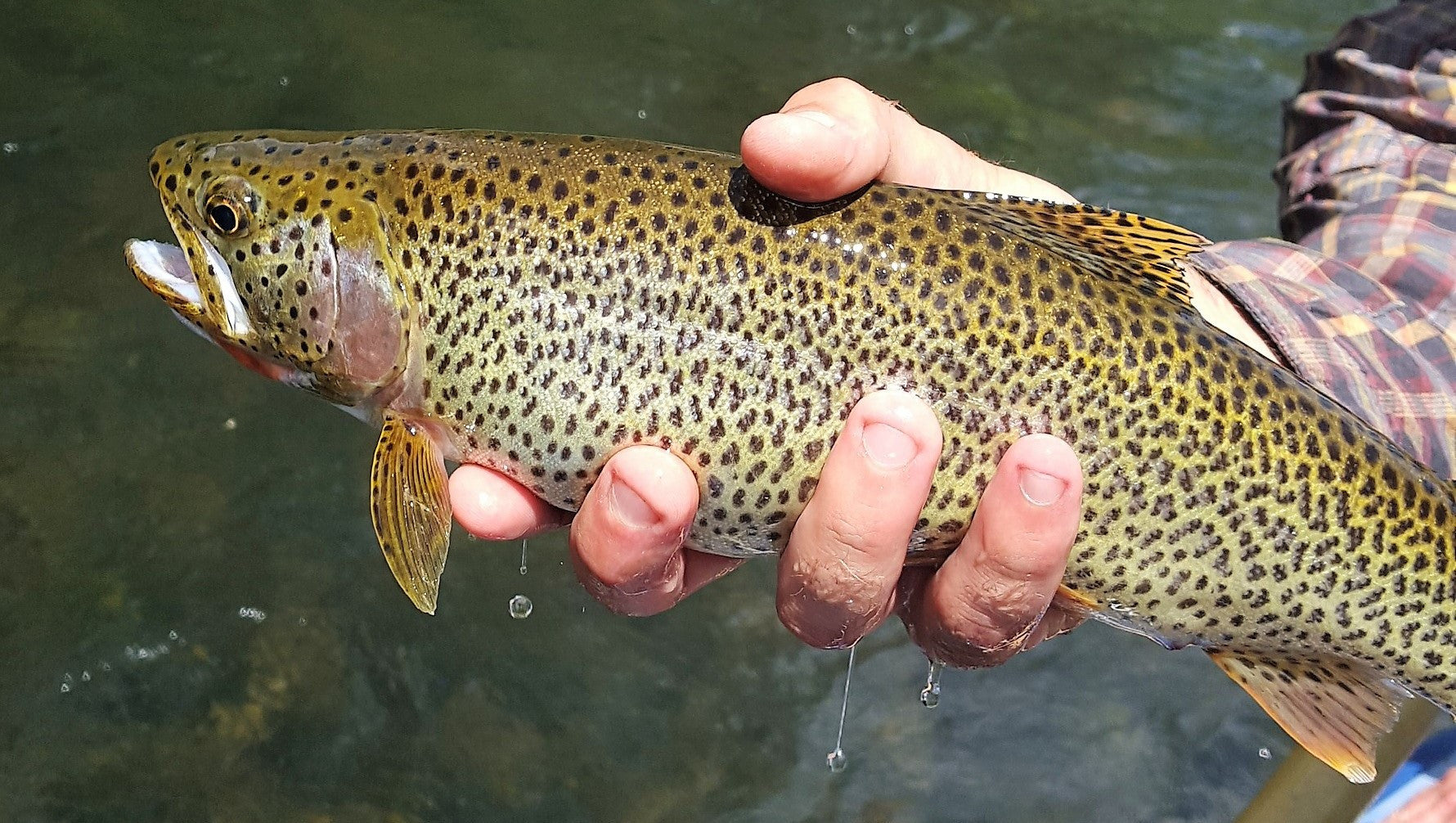 Ashland Fly Shop Guide Report May 26, 2016