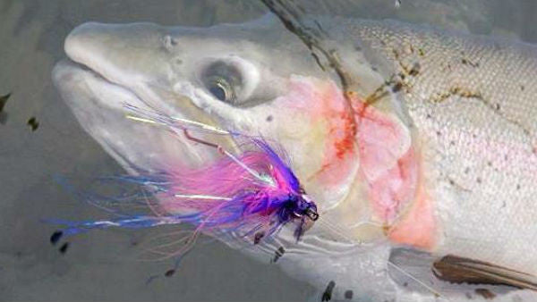 Jon Hazlett Anadromous Fly Selection