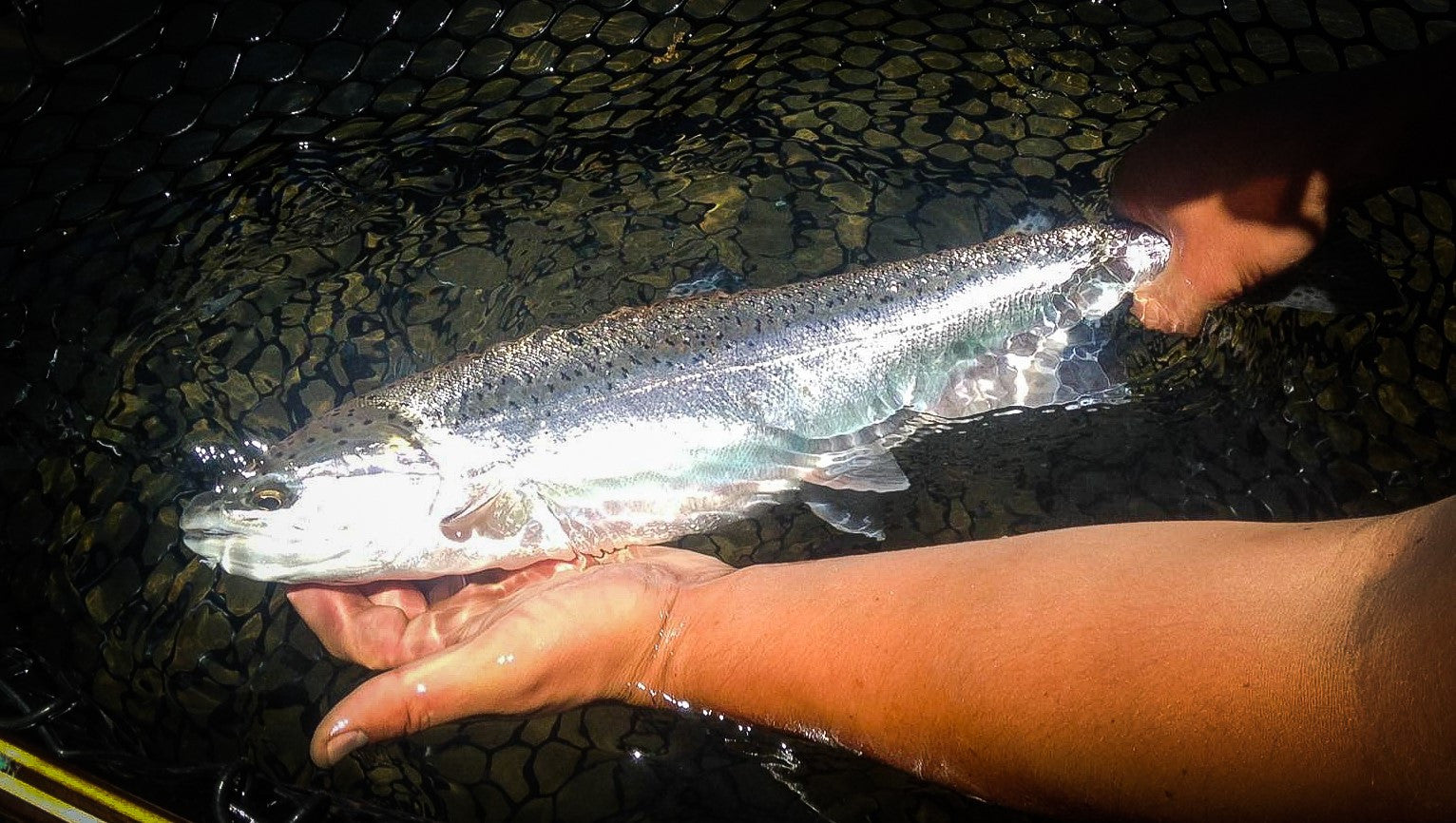 Ashland Fly Shop Fishing Report, June 30 2016