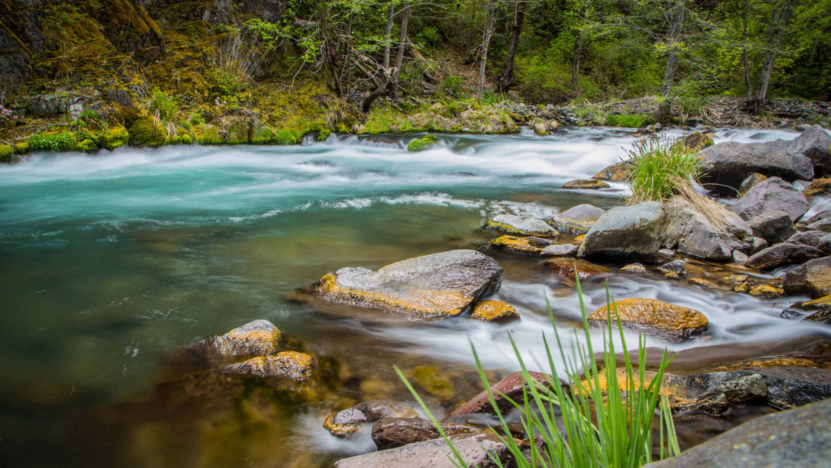 McCloud River Field Notes