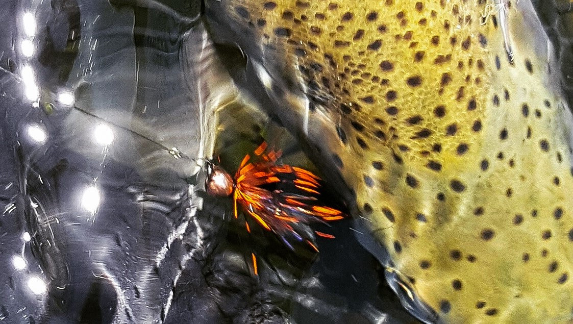 Ashland Fly Shop Fishing Report, June 16 2016