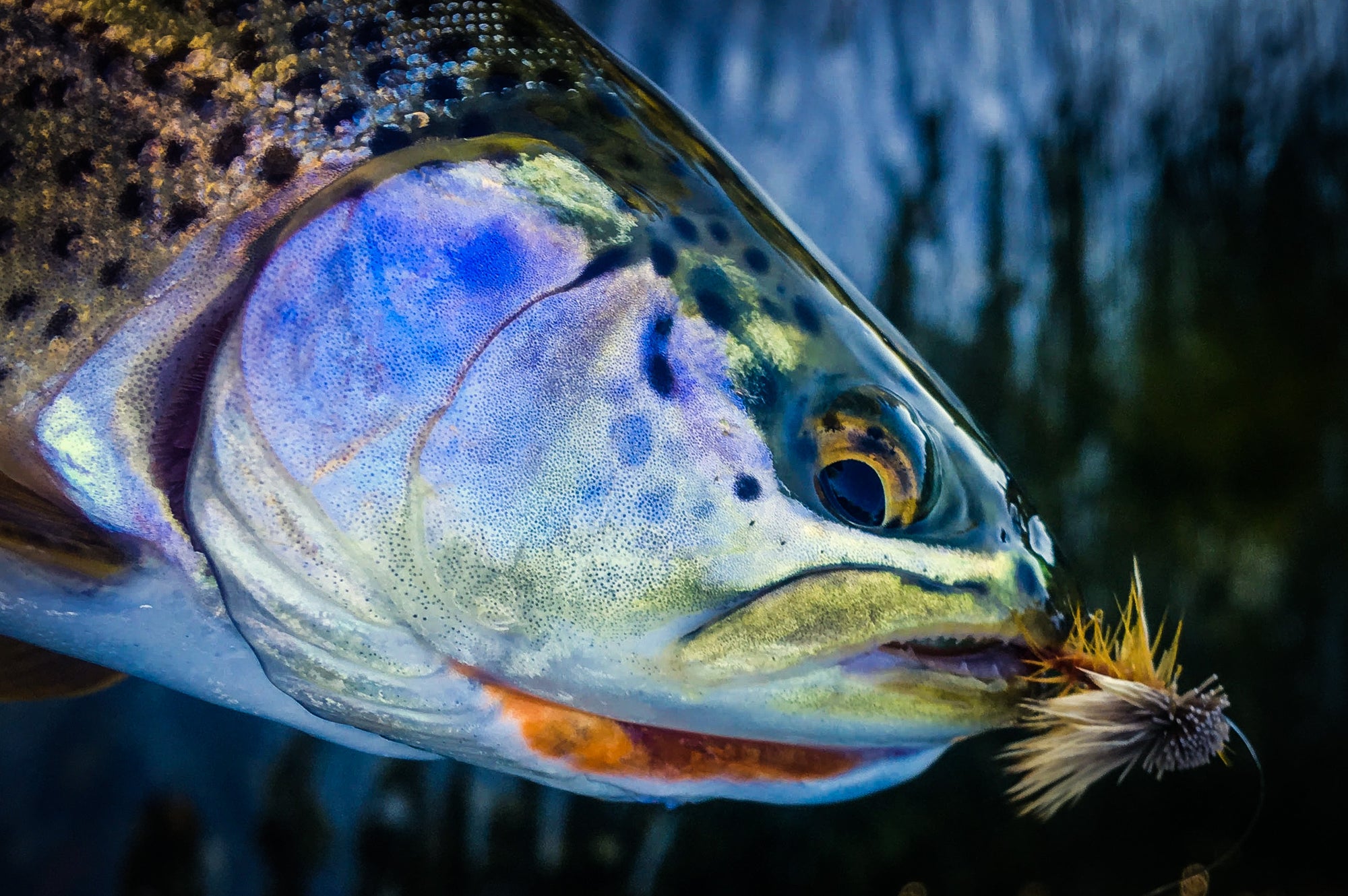 Fishing Report September 14th, 2018