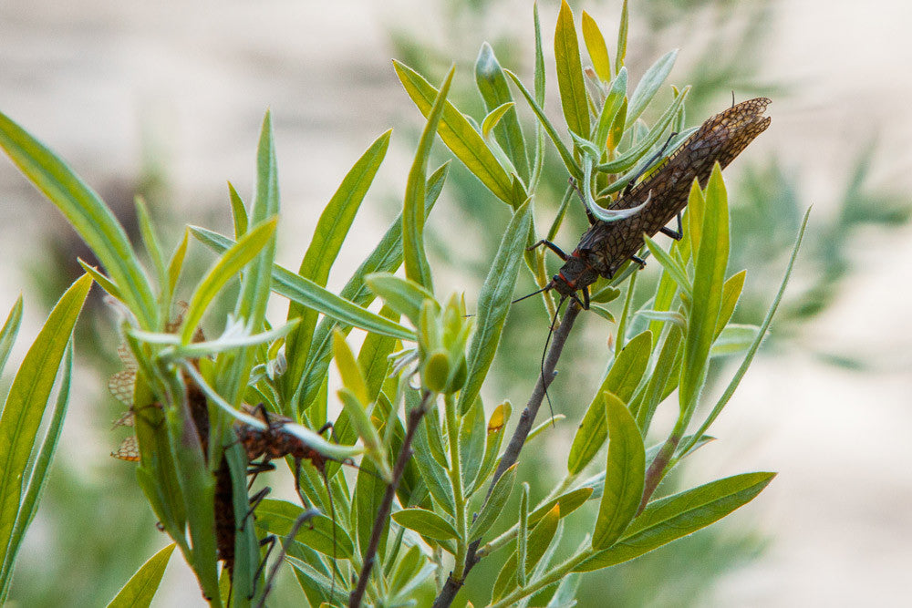 Rogue River Salmonfly Hatch Preview