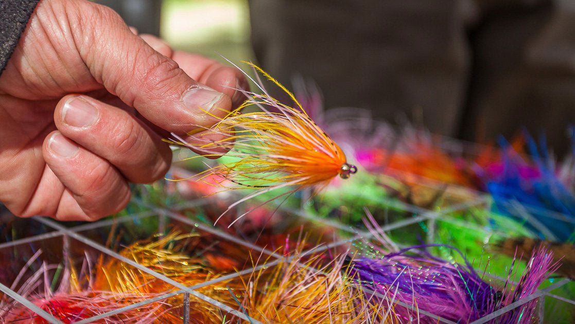 Shank Flies