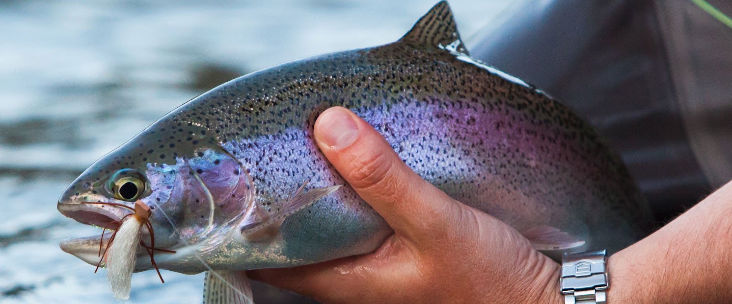 All Trout Flies