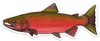 River Collective Fish Sticker