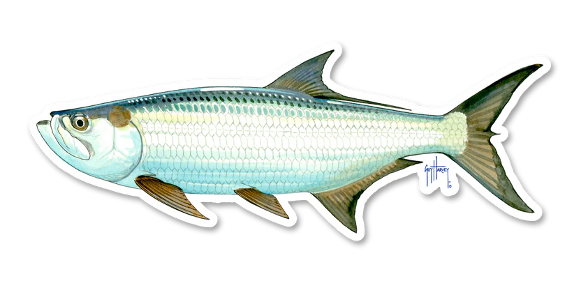 River Collective Fish Sticker