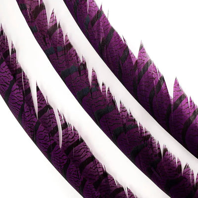 Marabou Brothers Lady Amherst Tail