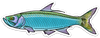 River Collective Fish Sticker