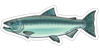 River Collective Fish Sticker