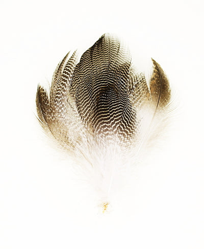 Wapsi Gadwall Barred Flank Feathers