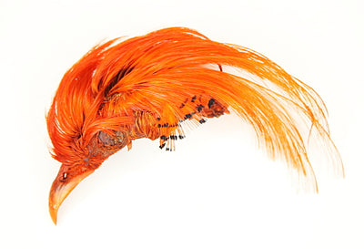 Golden Pheasant Crest