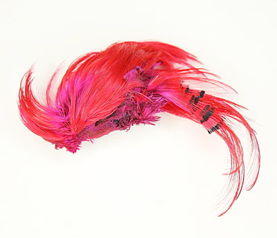 Golden Pheasant Crest