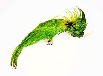 Golden Pheasant Crest