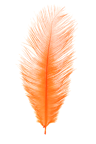 Discount best sale ostrich plumes