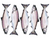 Schoolhouse Fish Co Greeting Card