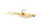 Puglisi Spawning Shrimp