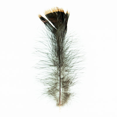 Turkey Shorts Feather