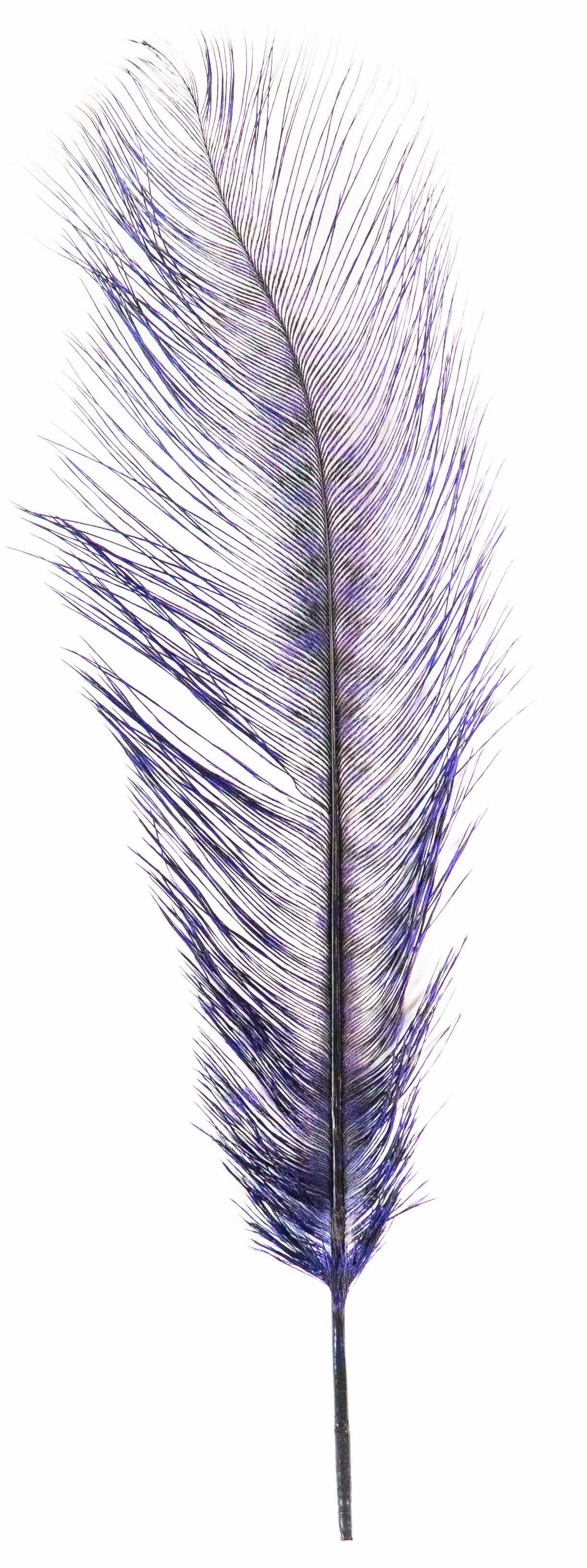 MFC Ostrich Plumes - Barred - Blue