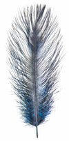 MFC Barred Ostrich