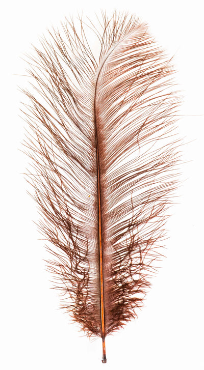 MFC Ostrich Plumes