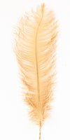 MFC Ostrich Plumes