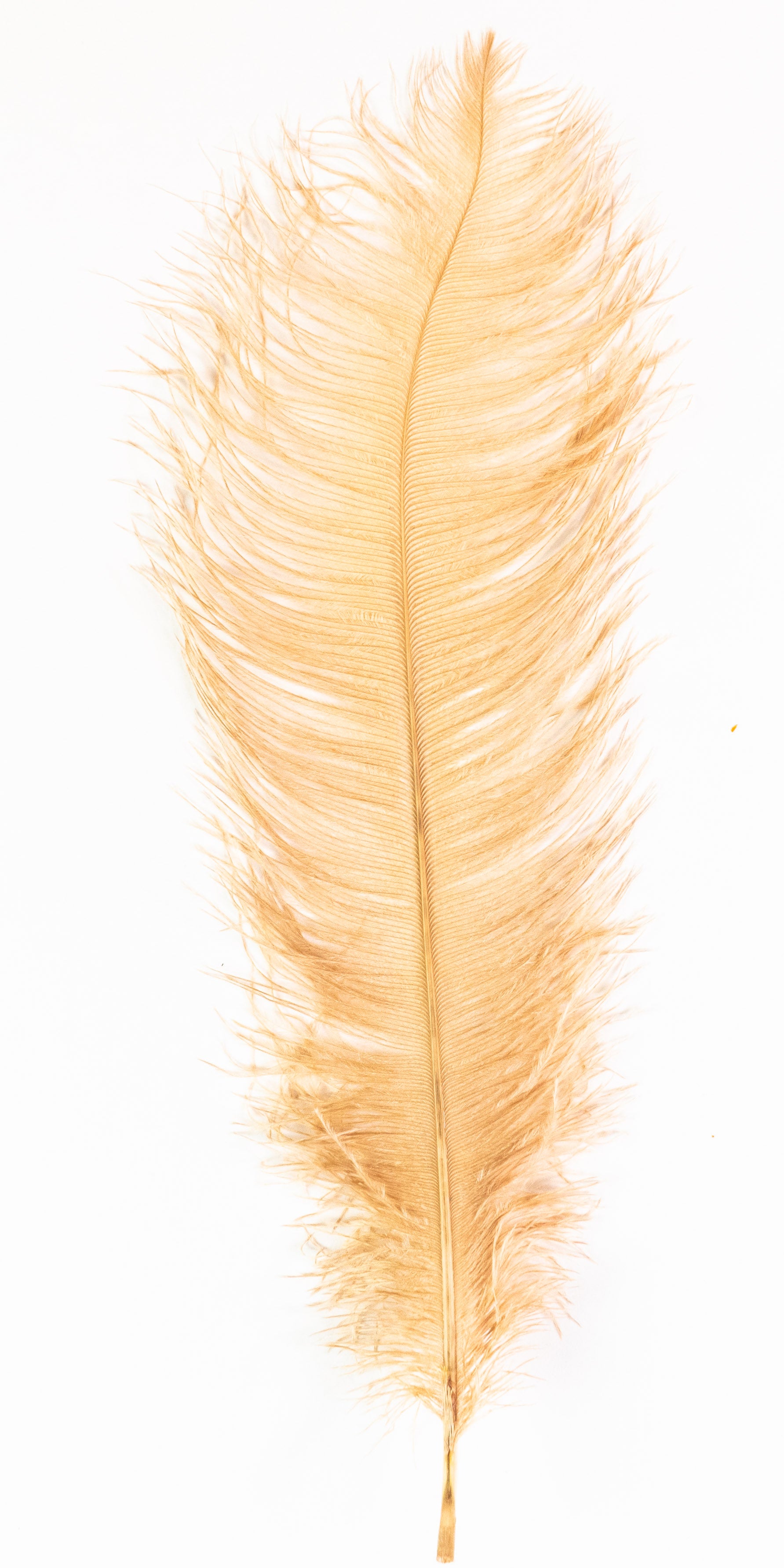 Ostrich Feather Plumes