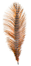 MFC Barred Ostrich