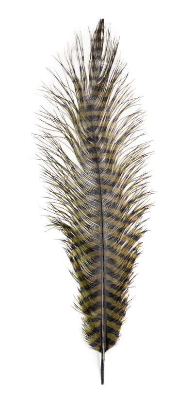 MFC Barred Ostrich