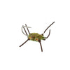 Flats Crab