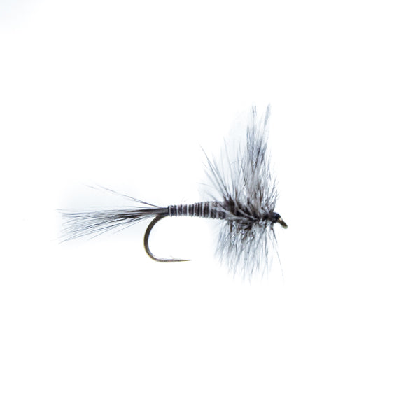 Mosquito