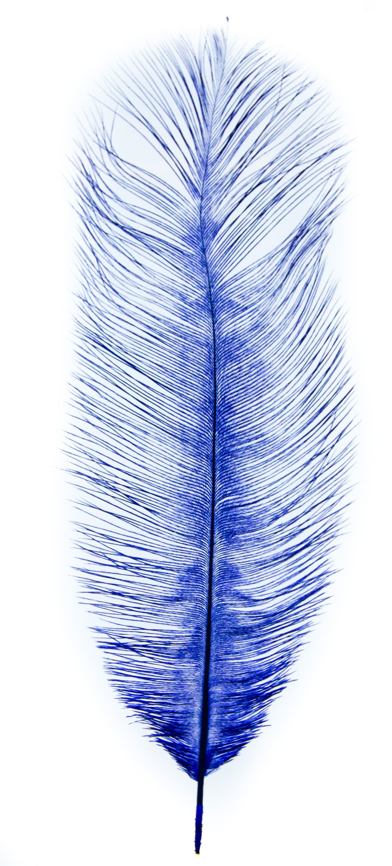 Dyed Ostrich Plumes – FeathersMC