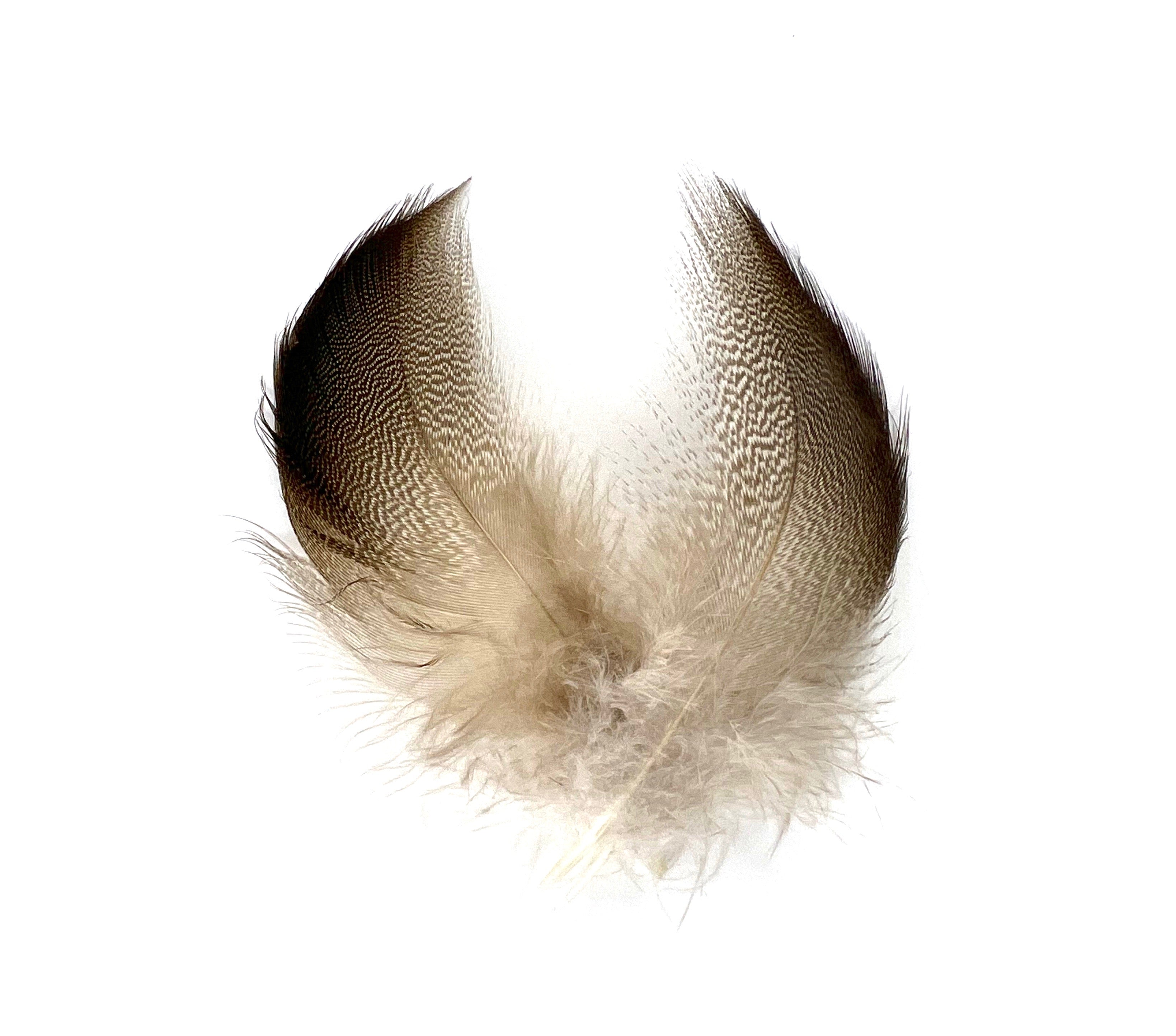 Bronze Mallard | Ashland Fly Shop